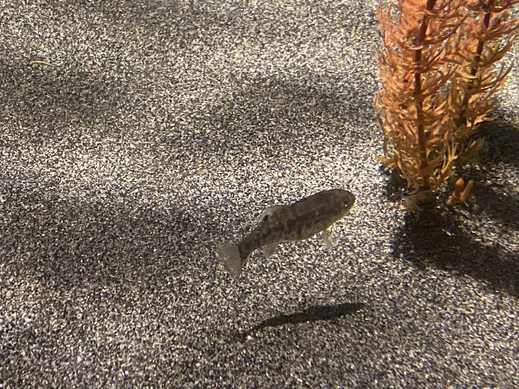 San Ignacio Pupfish