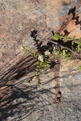 Crassula obovata