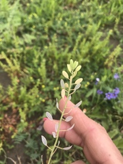 Tomostima platycarpa