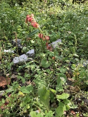 Rumex tuberosus creticus