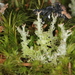 Cladonia squamosa - Photo (c) Max Kindler, μερικά δικαιώματα διατηρούνται (CC BY-NC-ND), uploaded by Max Kindler