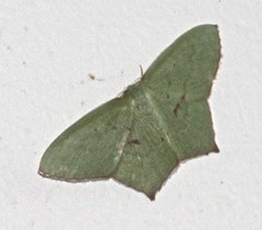 Maxates tanygona
