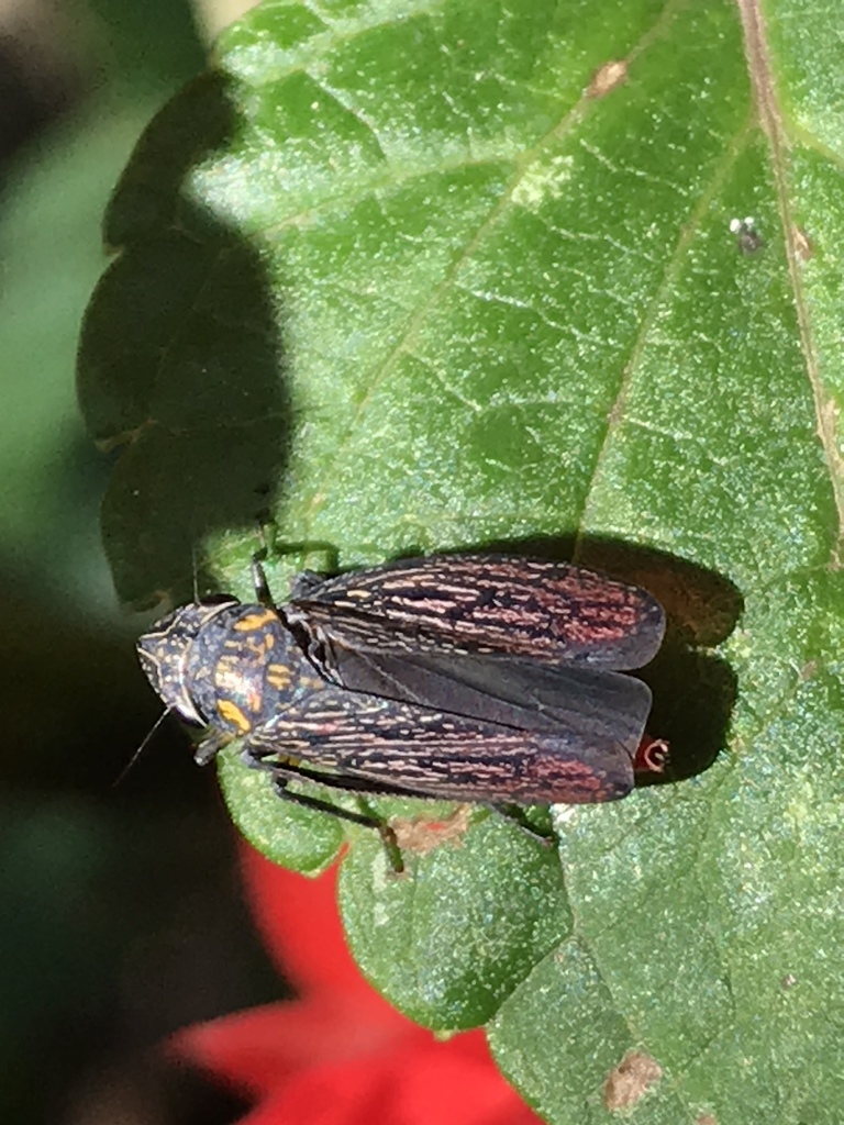 Apogonalia monticola