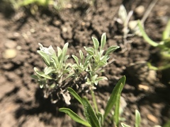 Hesperevax sparsiflora