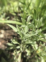 Hesperevax sparsiflora