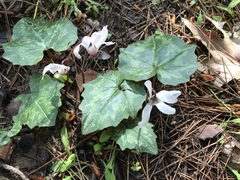 Cyclamen rhodium