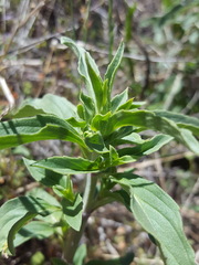 Monarda pectinata