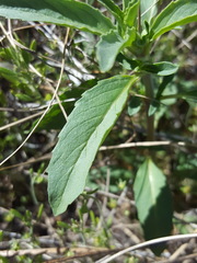 Monarda pectinata