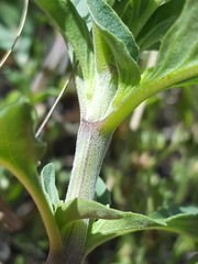 Monarda pectinata