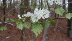 Crataegus marshallii