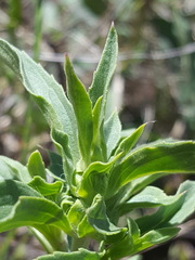 Monarda pectinata