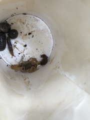 Aegaeobuthus gibbosus