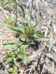 Monarda pectinata