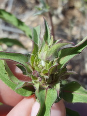 Monarda pectinata