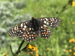 Euphydryas editha bayensis