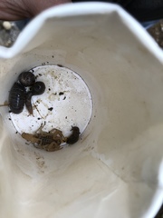 Aegaeobuthus gibbosus