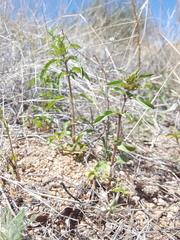 Monarda pectinata