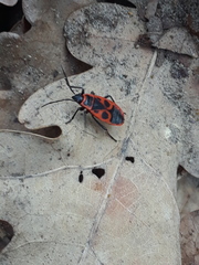 Pyrrhocoris apterus