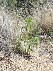 Monarda pectinata