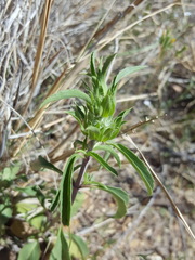 Monarda pectinata