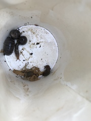 Aegaeobuthus gibbosus