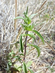 Monarda pectinata
