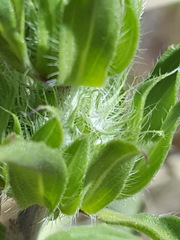 Monarda pectinata