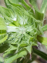 Monarda pectinata