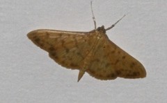 Patania balteata