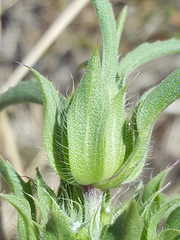 Monarda pectinata