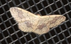 Idaea halmaea