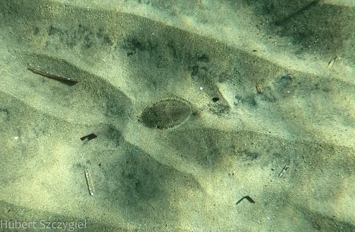 Common Cuttlefish