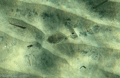 Common Cuttlefish