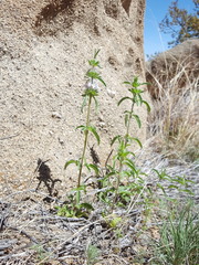Monarda pectinata