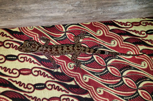 Cyrtodactylus papuensis