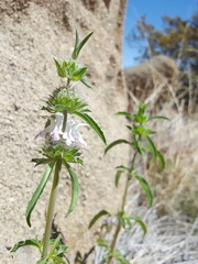 Monarda pectinata