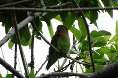 Agapornis roseicollis