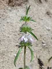Monarda pectinata