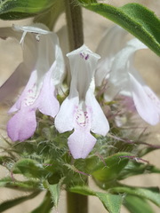 Monarda pectinata