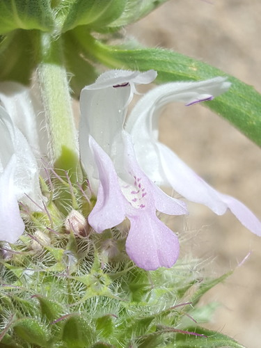 Pony beebalm (Monarda pectinata)
