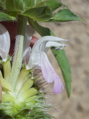 Monarda pectinata