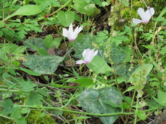 Cyclamen rhodium