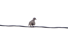 Streptopelia decaocto