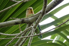 Agapornis roseicollis