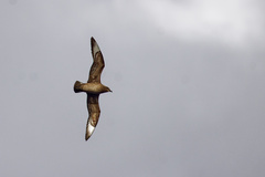 Kermadec Petrel photo 4