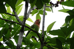 Agapornis roseicollis