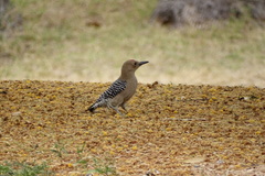 Melanerpes uropygialis
