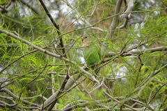Agapornis roseicollis