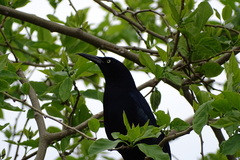 Quiscalus mexicanus