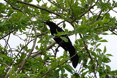 Quiscalus mexicanus